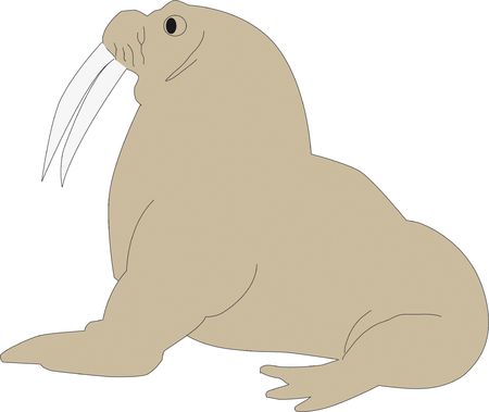 Walrusの写真素材