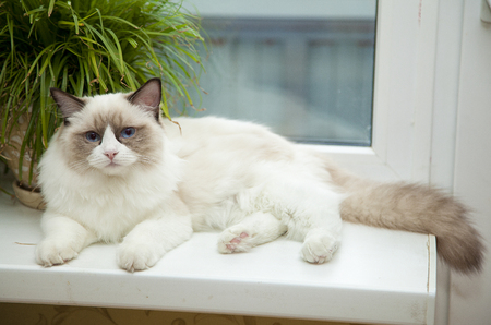 Ragdoll cat sitting on the luggage near the window.の写真素材