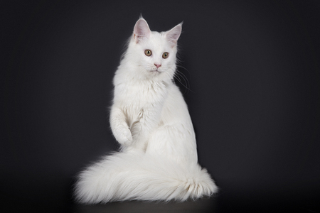 White main conceit on black Studio backgroundの写真素材