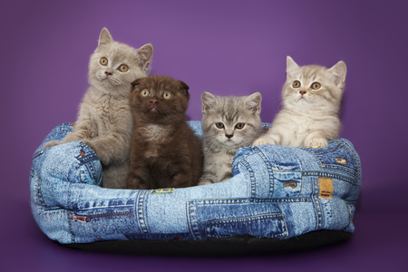 Small kittens in basketの写真素材