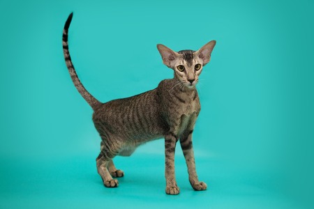Funny Siamese cat on a studio background. Slim, graceful oriental cat with huge ears.の写真素材