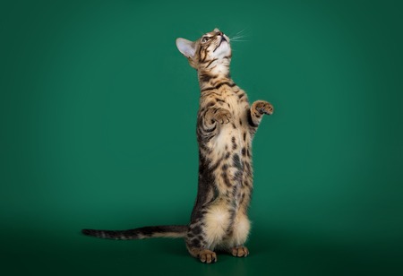 A beautiful Bengali cat stands on its hind legs like a ground squirrel on a studio background. The cat is interested in something.の写真素材