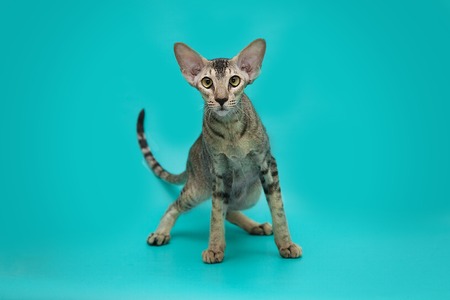 Funny Siamese cat on a studio background. Slim, graceful oriental cat with huge ears.の写真素材