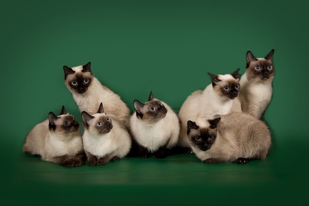 A lot of the same cats are posing on a green studio background.の写真素材