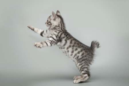 Gray little striped kitten on a gray studio background.の写真素材