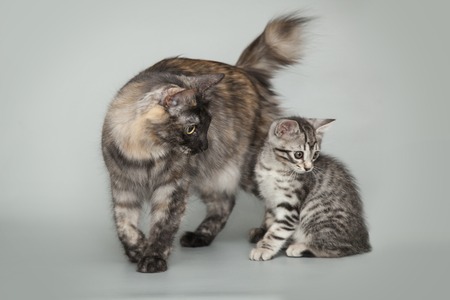 Gray little striped kitten and mother cat on a gray studio background.