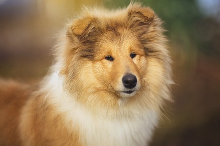Beautiful Sheltie dog on the natureの写真素材