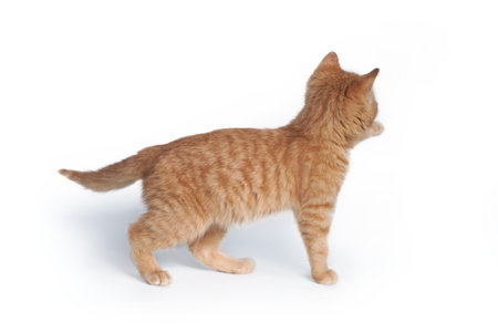 A small ginger kitten stands backwards and pulls its paw isolated on a white background.の写真素材