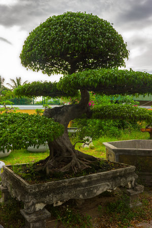Bonsai tree in the parkの写真素材