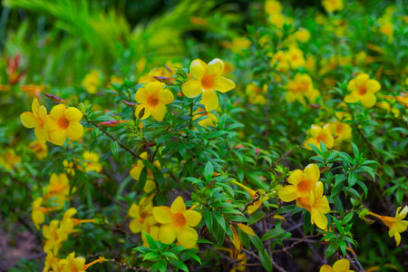 Yellow flowers growing on the lawn among the greeneryの写真素材