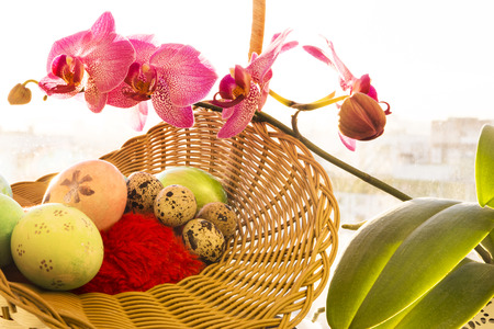 Easter eggs in a basket, flowering Orchid, sunriseの写真素材