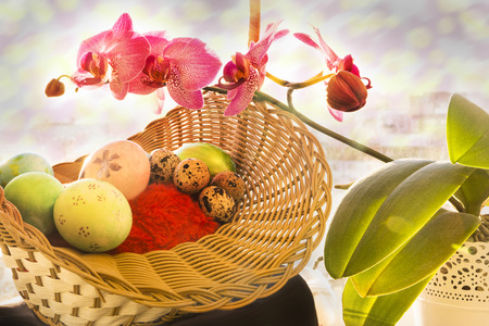 Easter eggs in a basket, flowering Orchid, sunriseの写真素材