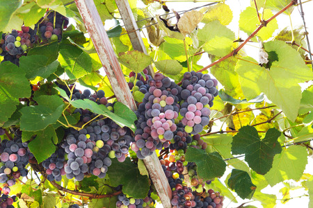 Ripening vines, view from below, light from the roofの写真素材