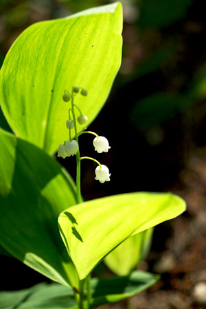 lily of the valley growing in the forestの写真素材