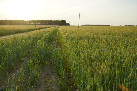 Agriculture field next to the road, sunset, soft lightの写真素材