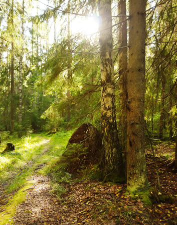 Big ant hill in the forest near the tree the bright sun shinesの写真素材