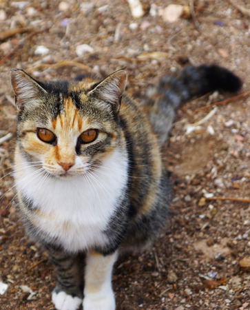 Cat with unusual Brown eyes sits on the groundの写真素材