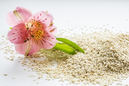 Sesame lies on the white surface, near a beautiful flowerの写真素材