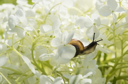 Garden snail crawls inside on a big white flower Hydrangea arborescens, soft light, blurred...