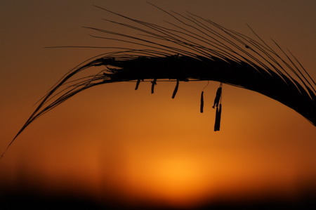 spikelets of rye silhouette at sunset, close-upの写真素材