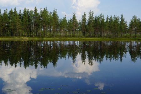 Landscape forest lake with reflection of clouds in the sky and pine trees on the beach, summerの写真素材