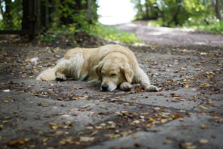 The dog breeds a golden retriever sleeping on the ground in the shade of a tree in the fallの写真素材