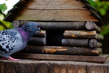 The pigeon looks inside the house for birds from wooden blocks with a roof and an entranceの写真素材
