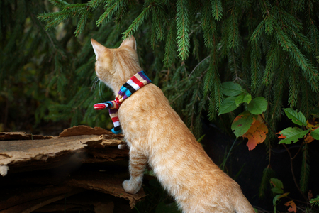 Red-haired kitten in striped scarf under the tree, looking into the distance, standing on hind legsの写真素材