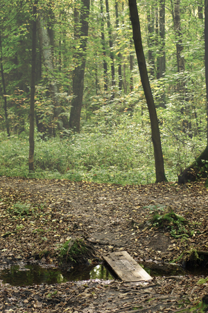 Wooden bridge, spilled across a stream on a path in a deciduous forest.の写真素材