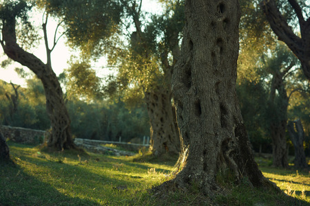 A gnarly stem of an olive tree, standing in a grove, lit by the pre-dawn sunの写真素材