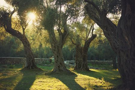 The evening sun illuminates an old olive grove with treesの写真素材