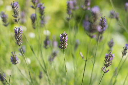 A gently purple lavender flower against a background of light green blurred background with a bush.の写真素材