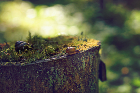A small snail crawls along the edge of a large stump in the forest in the early morning, in the summer.の写真素材
