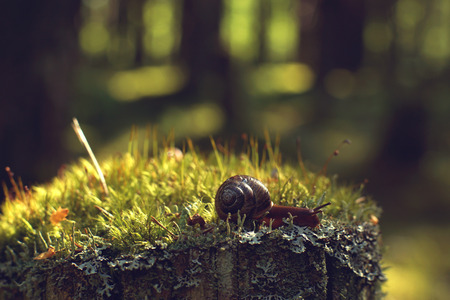 The garden snail crawls along the moss in the forest.の写真素材