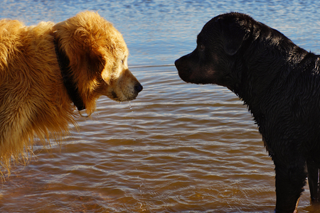 Two dogs stand opposite in the water, confrontation, different breeds.