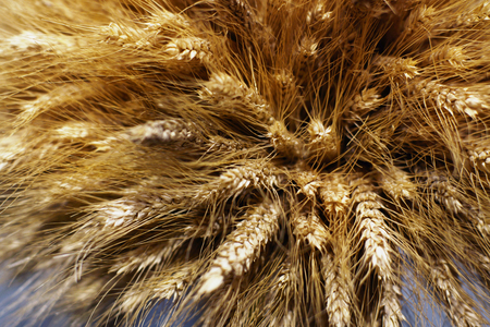 A bundle of ripe wheat, spikelets with grains on the stems, a new harvest.の写真素材