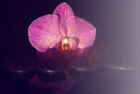 Spa stones and orchid on a dark background with a glare and light on the right.の写真素材