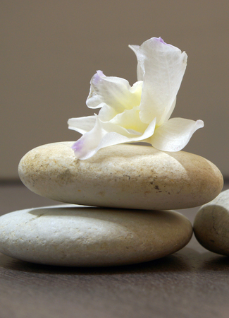 A white flower lies on a pile of smooth stones.の写真素材