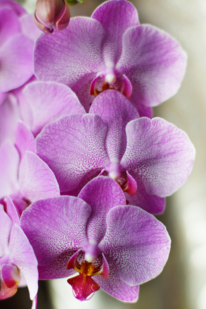 Large flowers of a pink orchid on a white background.の写真素材