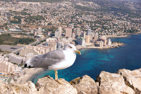 The sea gull sits on the rocks on the mountain against the backdrop of the city and the sea belowの写真素材