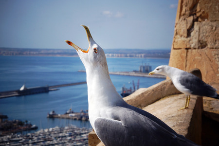 The seagull screams, with his head on the edge of the fortress near the sea townの写真素材