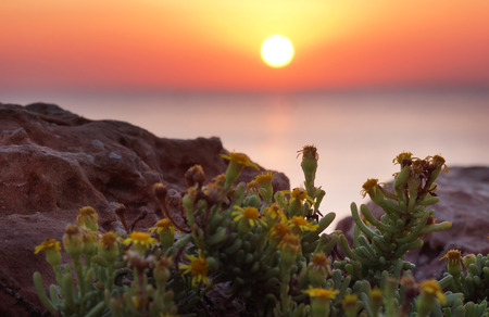 Plant with yellow flowers against the background of the sun rising over the seaの写真素材