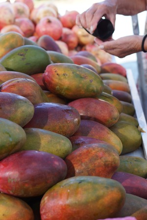 Ripe mangoes are on the counter in the market.の写真素材