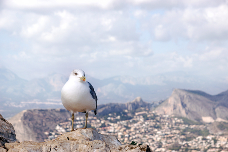 A seagull sits on a rock on top of a mountain, a landscape in the background with mountains and clouds.の写真素材