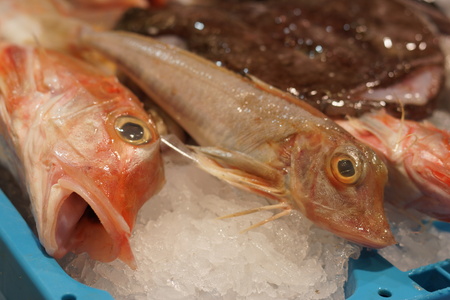 Fish with open mouth on the counter with ice, next to other fish.