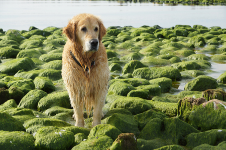The dog breed golden retriever wet after bathing sitting on green stonesの写真素材