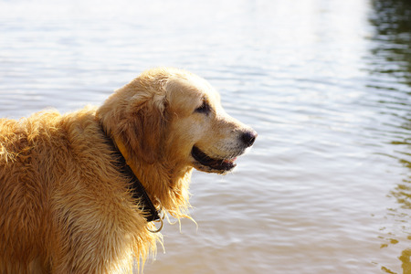 Dog breed golden retriever standing in water and smiling in profile.の写真素材