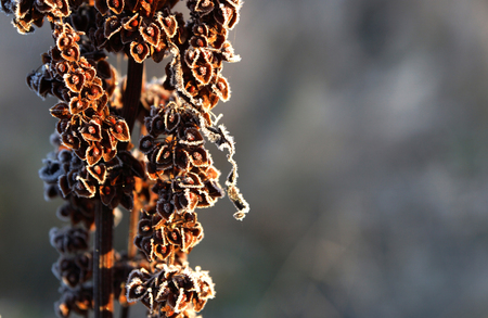 Frosty morning, frost on a plant, illuminated by the morning sun.の写真素材