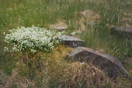 Stone with small white flowers growing nearby.の写真素材