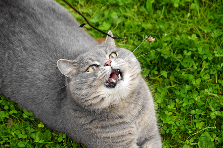 A gray kitten of the British breed plays with his head back.の写真素材